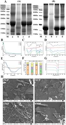 Synergistic effect in the co-extraction of Ginseng and Schisandra protein